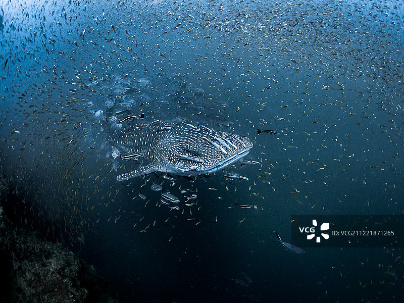 闪光(鲨鱼珠宝)图片素材