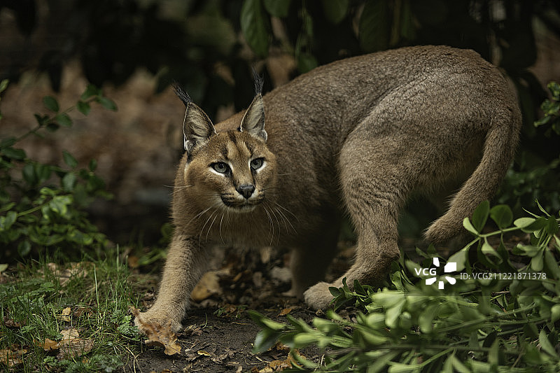 狞猫系列图片素材