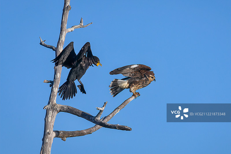 鸬鹚追逐栖息在障碍物上的幼年蜗鸢图片素材