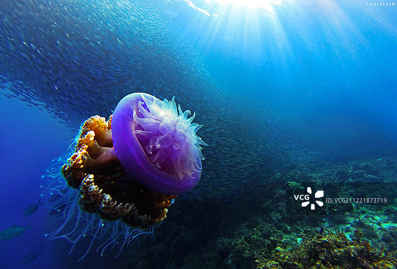 更多的领主图片素材