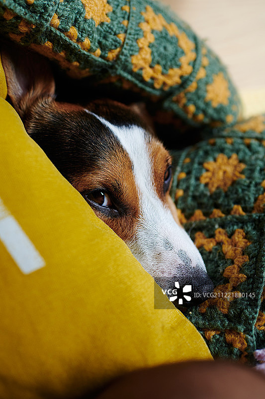 杰克罗素梗犬躺在床上图片素材