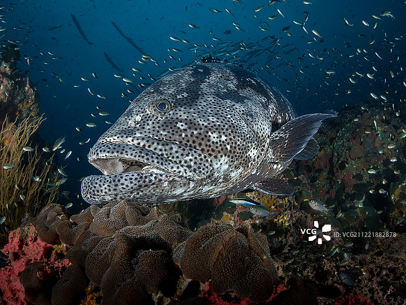 男子自称戴夫图片素材