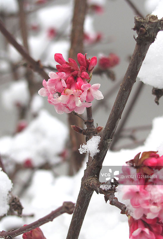 下一个春天将会来临图片素材
