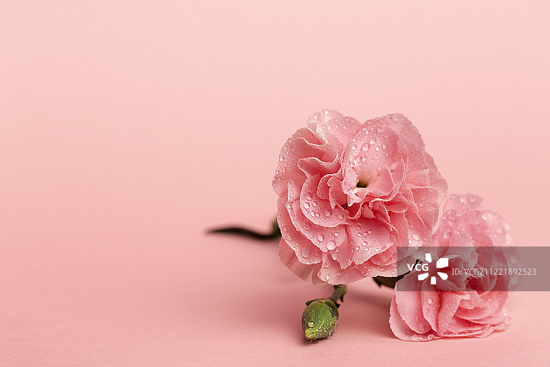 粉色康乃馨花束图片素材