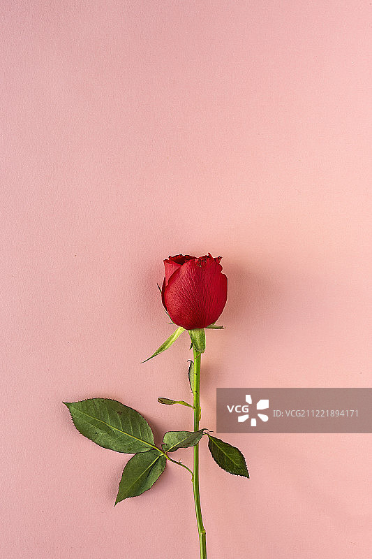 粉色背景下的红色玫瑰图片素材