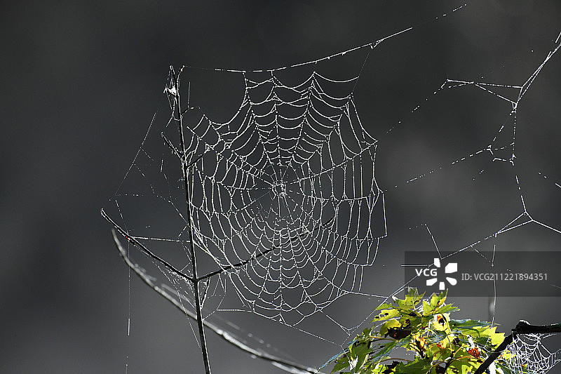 蜘蛛网图片素材