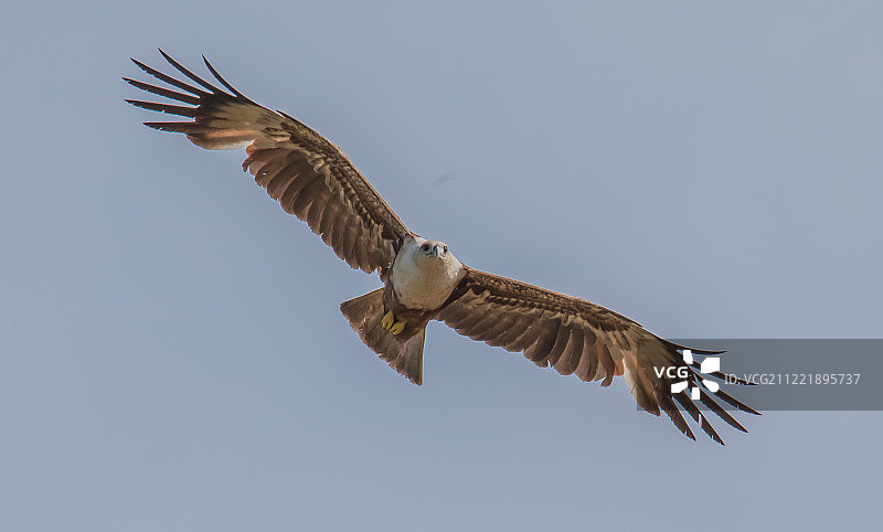 幼年栗鸢图片素材
