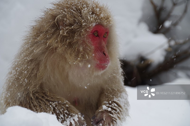 日本地狱谷猴园的雪堆中的日本猕猴图片素材
