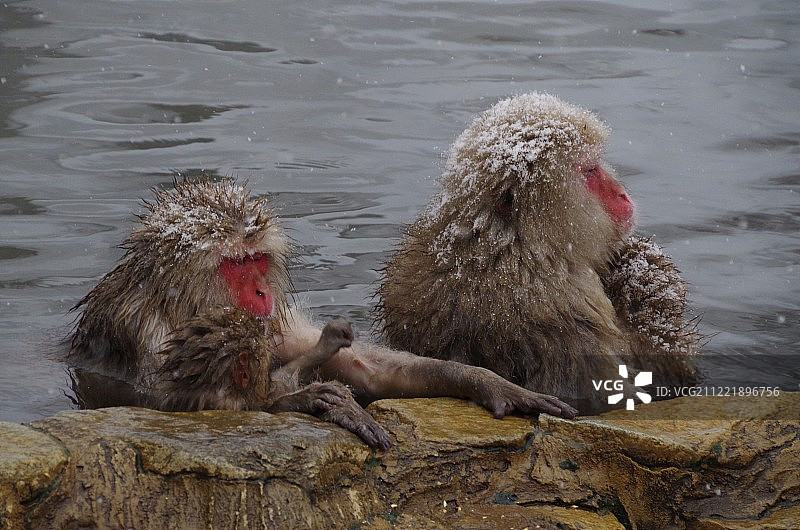 日本地狱谷猴园猕猴一家泡温泉图片素材