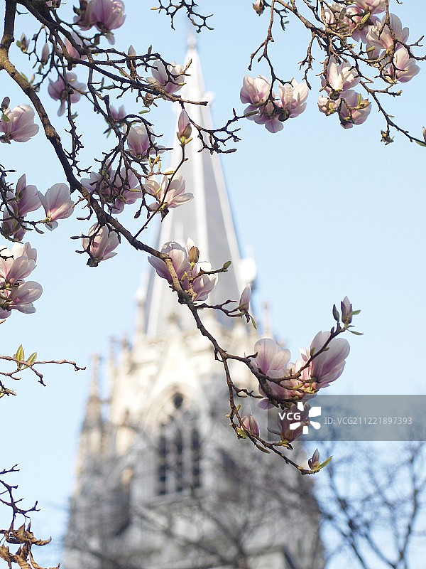 玉兰花意境图片素材