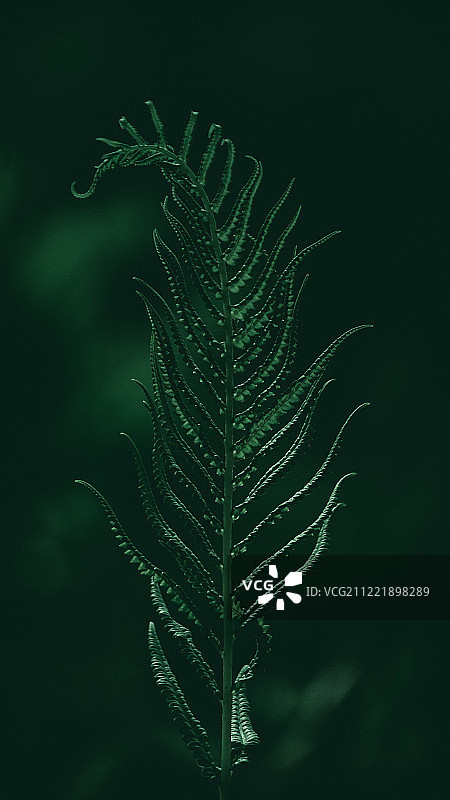 图片素材图片素材