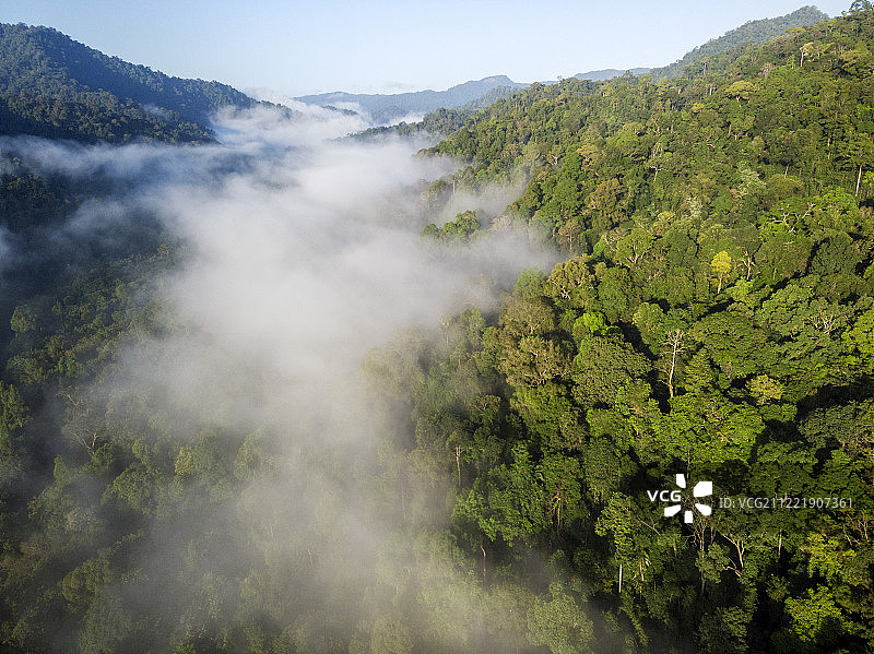 丛林雾气图片素材