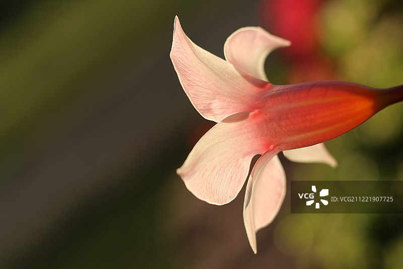 飘香藤图片素材