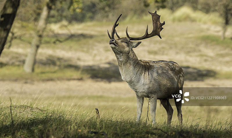 雄鹿图片素材