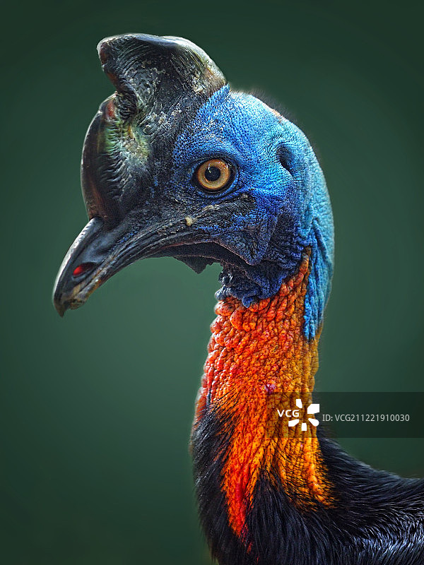 金颈鹤鸵图片素材