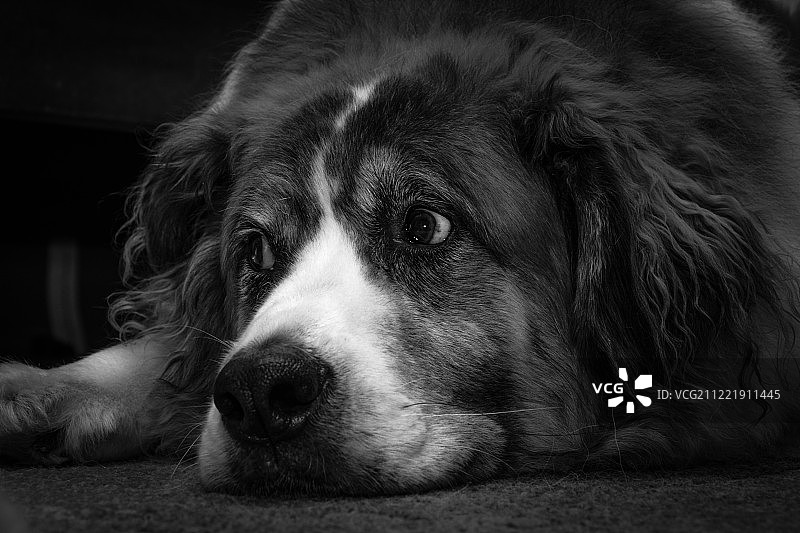 聪明的狗图片素材