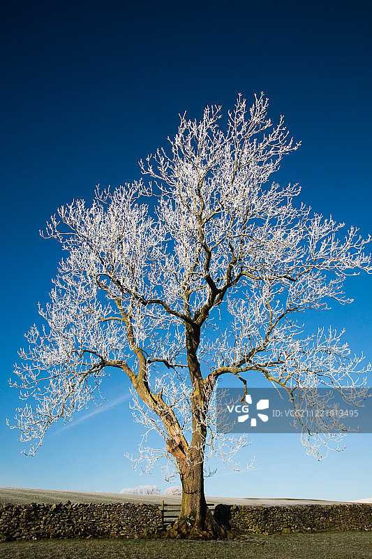 霜冻花朵图片素材