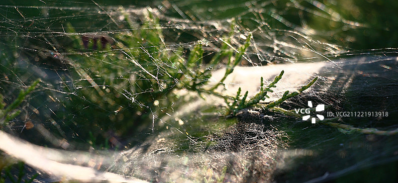 网状杜松全景图片素材