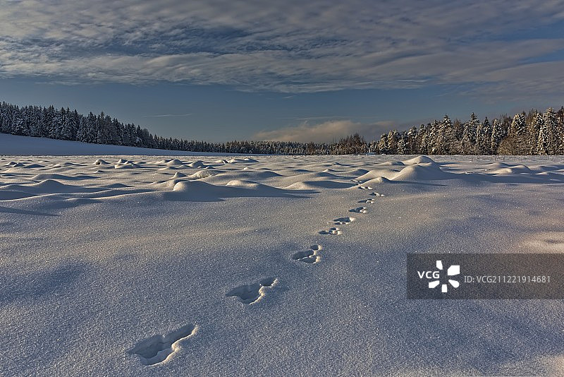 野生踪迹图片素材