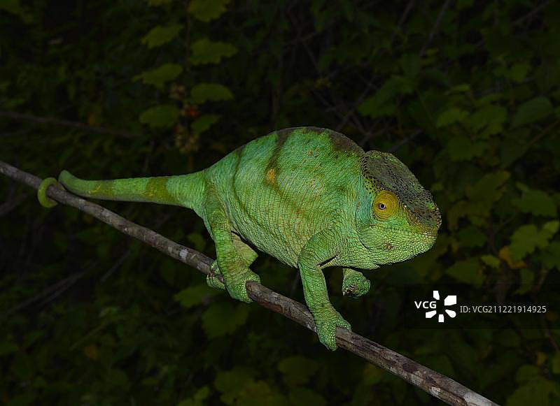 雌性变色龙(Calumma parsonii parsonii)，雨林，拉诺马法纳国家公园，南部高地，马达加斯加，非洲图片素材