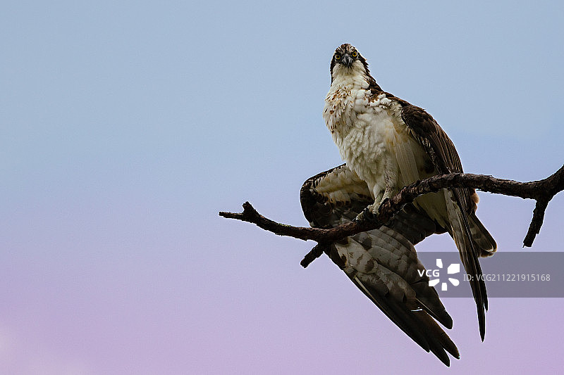 鹗鸟舒展翅膀图片素材