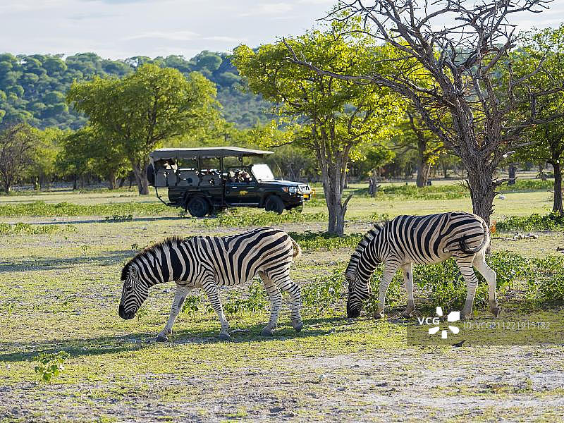 昂加亚禁猎区内吃草的布氏斑马图片素材