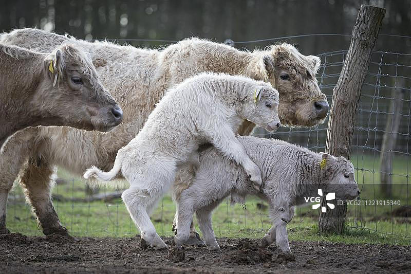 三周大的加洛韦小牛在德国勃兰登堡州自然保护区嬉戏图片素材