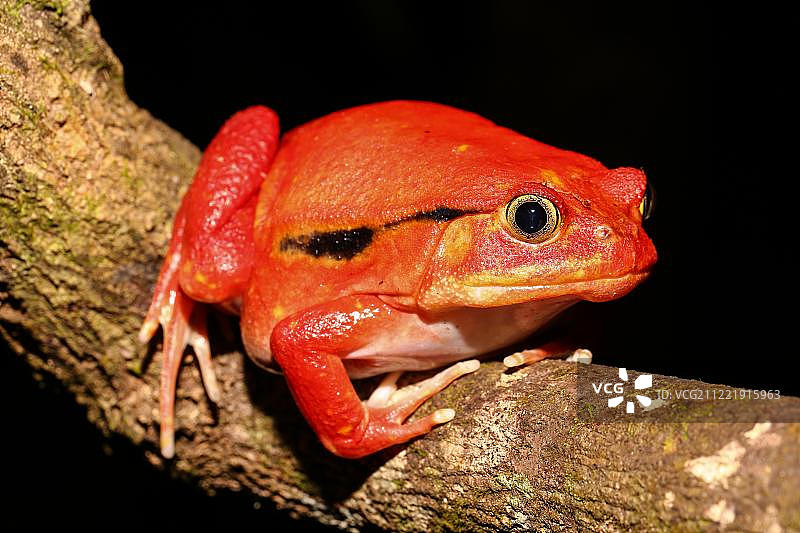 番茄蛙，马达加斯加东部图片素材