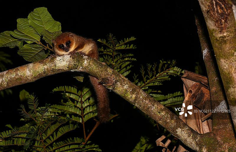 米特迈尔鼠狐猴，非洲马达加斯加图片素材