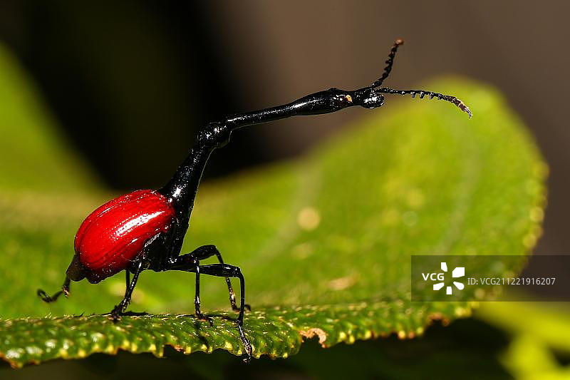 长颈鹿象鼻虫，在马达加斯加岛的树叶上图片素材