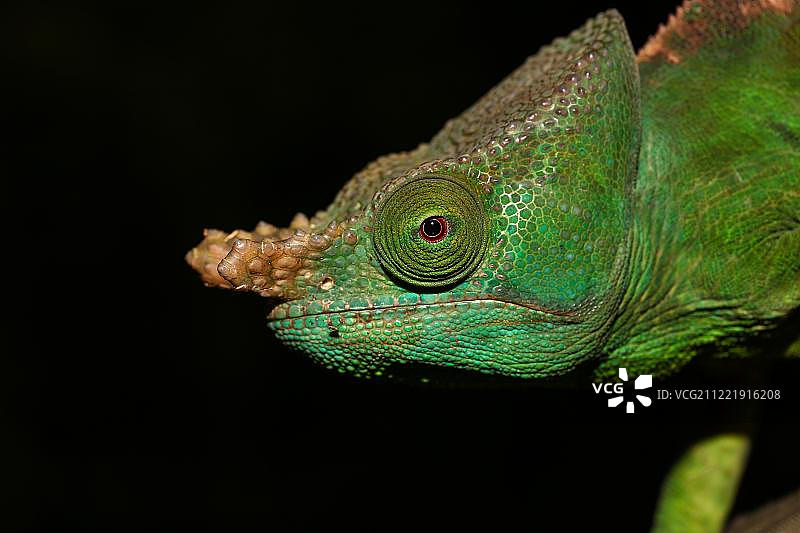帕森氏变色龙（Calumma parsonii cristifer），雄性，位于马达加斯加东部Andasibe-Mantadia国家公园图片素材