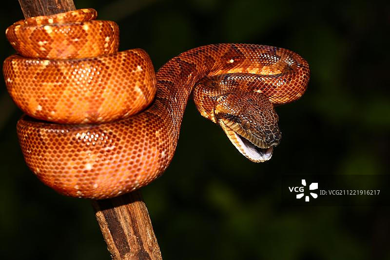 马达加斯加树蚺幼蛇（马岛蚺），位于马达加斯加东部安达西贝-曼塔迪亚国家公园图片素材