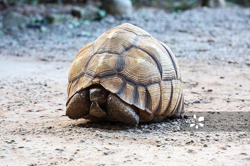 马达加斯加锯齿陆龟图片素材