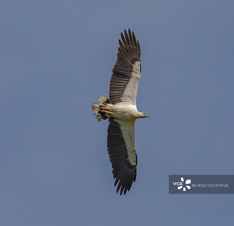 白腹海雕图片素材