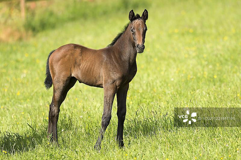纯种马、赛马和小马驹，站立在德国巴登-符腾堡州的草地上图片素材