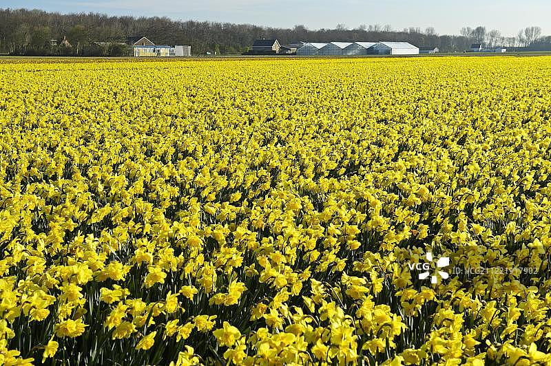 荷兰诺德韦克野生水仙花田图片素材
