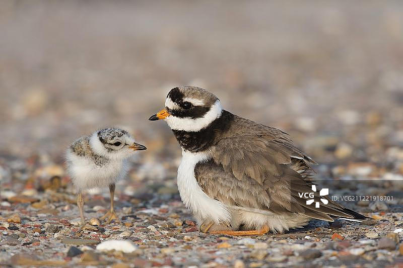带有小鸡的环颈鸻，荷兰北荷兰省特塞尔图片素材
