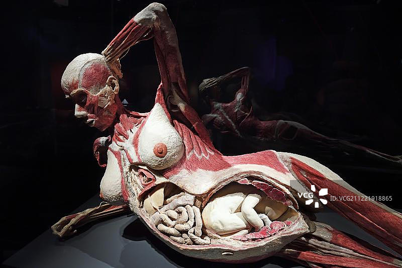 人体世界展览中怀孕八个月的塑化女性，德国柏林图片素材
