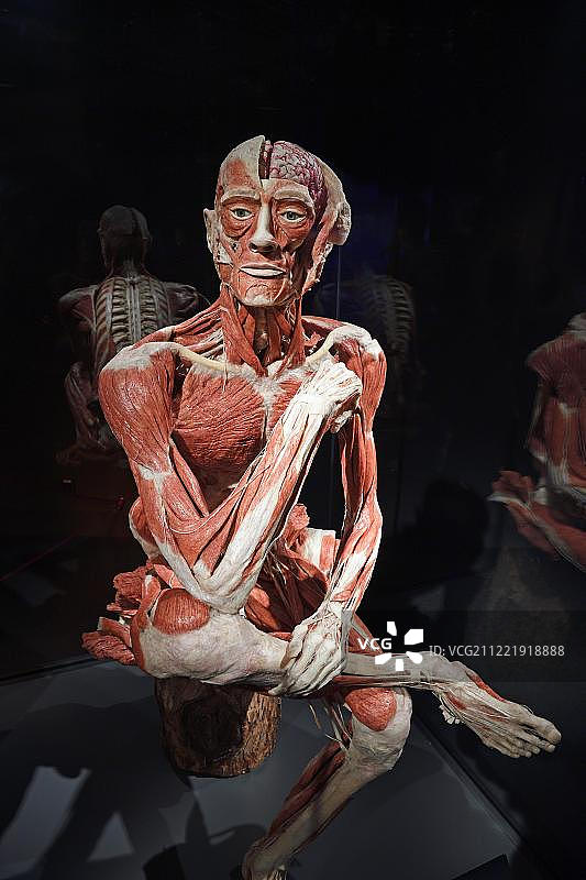 人体塑化，男子坐姿，人体世界，人类博物馆，柏林，德国，欧洲图片素材