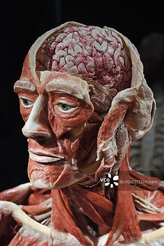 人体塑化标本：男性头部（柏林人体世界博物馆）图片素材