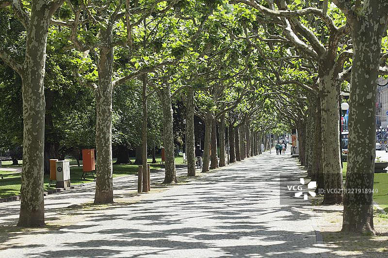 德国威斯巴登的林荫大道图片素材