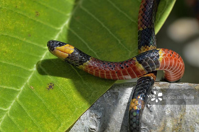 中美洲伯利兹科罗萨尔区剧毒的变异珊瑚蛇图片素材