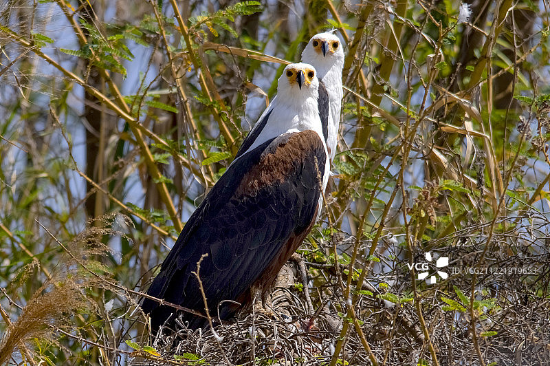 非洲海雕图片素材