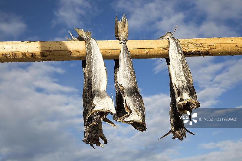 鳕鱼在木杆上晾晒，斯沃尔韦尔，罗弗敦群岛，诺尔兰郡，挪威，欧洲图片素材