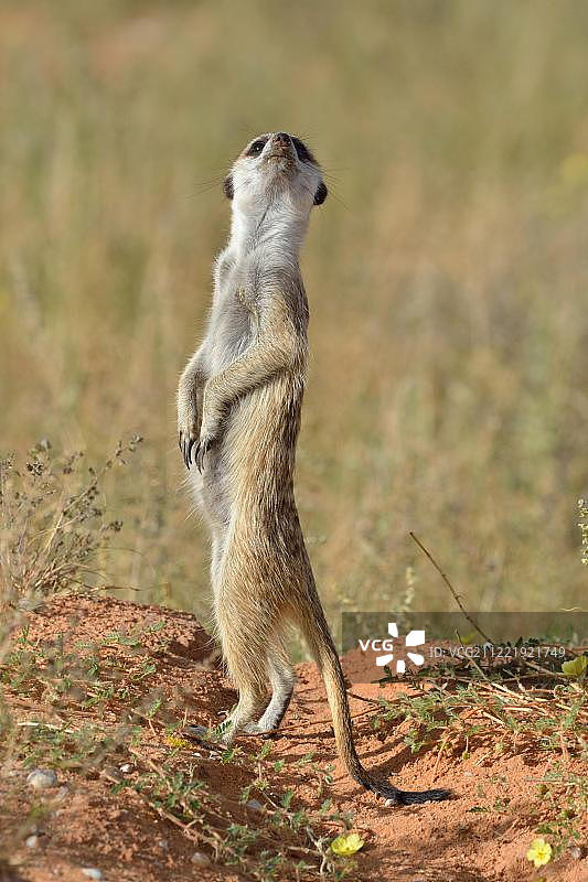 猫鼬站在沙丘上，位于南非北开普夸拉哈迪跨境公园图片素材