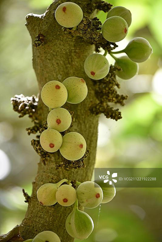 波利尼西亚小丑无花果(Ficus aspera)，阿克利马塔西翁花园，植物园，德拉克鲁斯港，特内里费岛，西班牙，欧洲图片素材