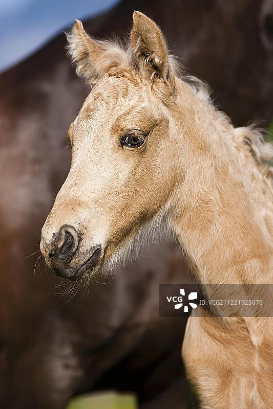 帕洛米诺摩根马驹，蒂罗尔，奥地利，欧洲图片素材