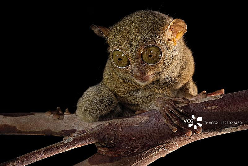 贝尔岛上坐在树枝上的眼镜猴图片素材