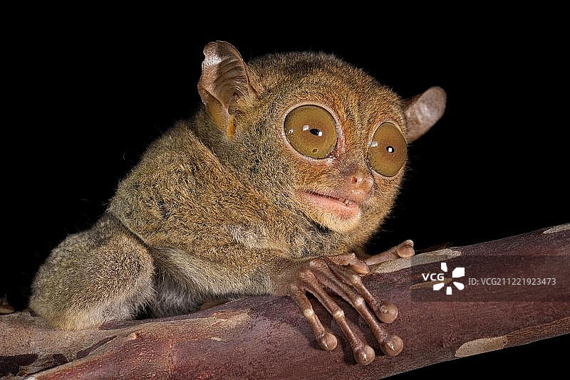 贝尔岛上坐在树枝上的眼镜猴图片素材