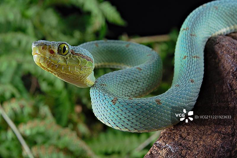 双带森林蝮蛇（Bothrops bilineata），圈养，南美洲图片素材